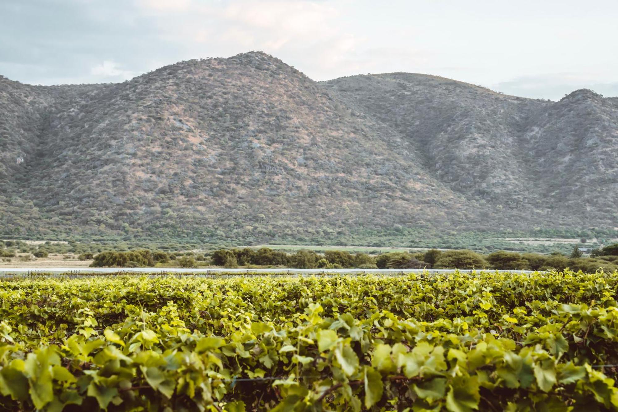 Otavi Vineyards Self-Catering & Camping Экстерьер фото